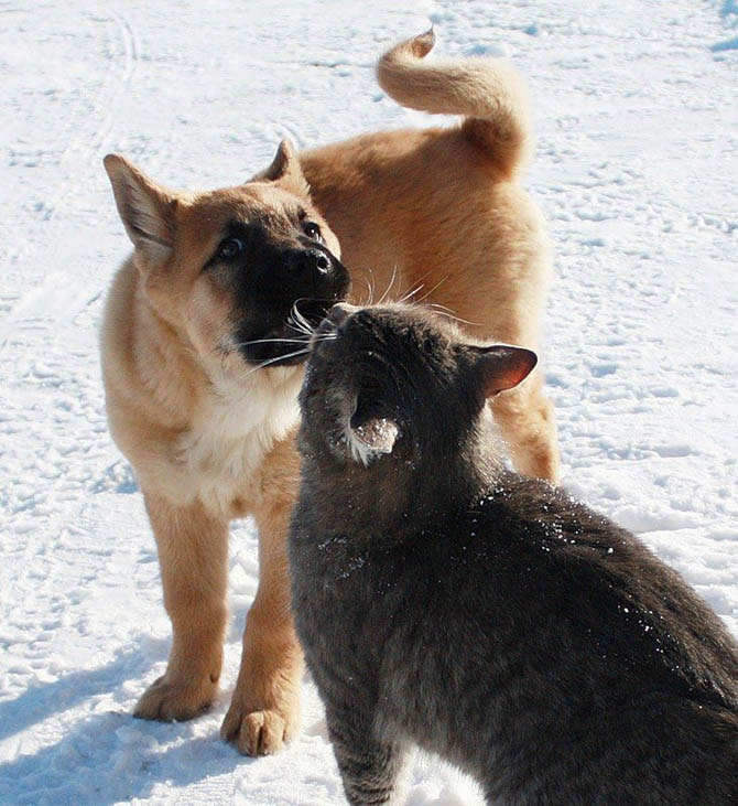 amizade cão gato animais amigos inseparáveis ucrânia frio