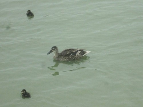 33105807_1652202341561731_1559116279984422912_n.jp