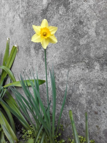 Narciso. 2018. Foto original DAPL. jpg