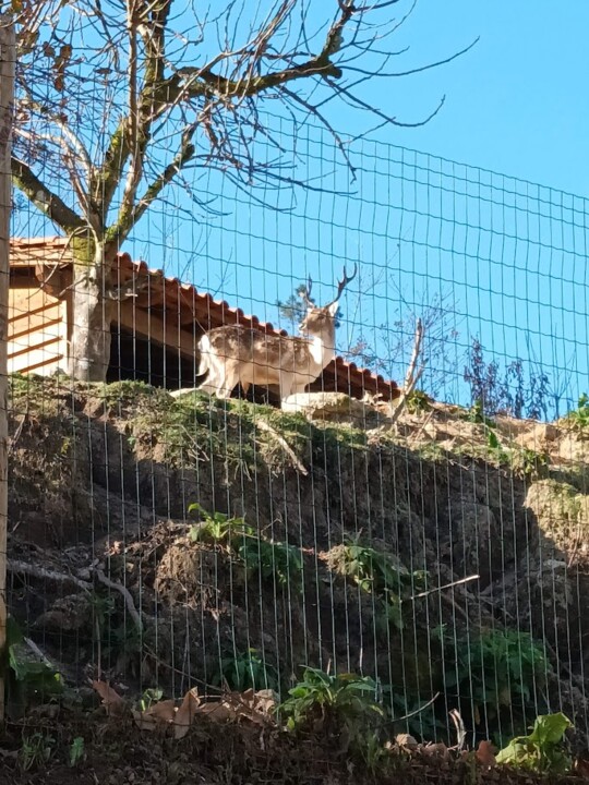 Não_me_canso_Disto_TerrasBouro_veados1.jpg