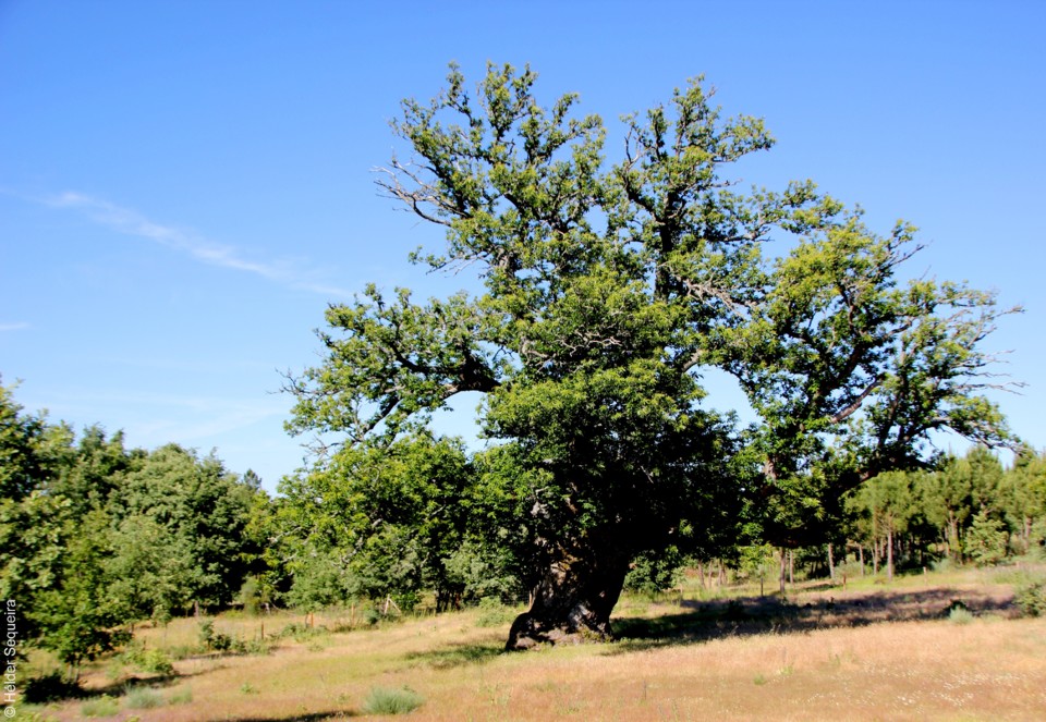 Castanheiro gigante de Guilhafonso - HS.jpg