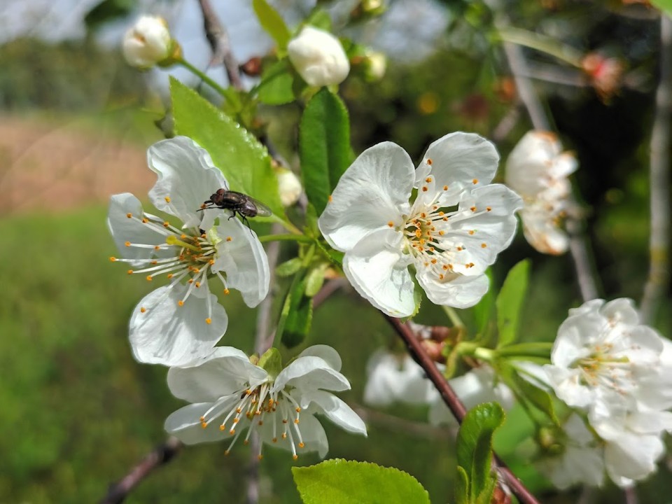 NãoMeCansoDisto_Flores3.jpg