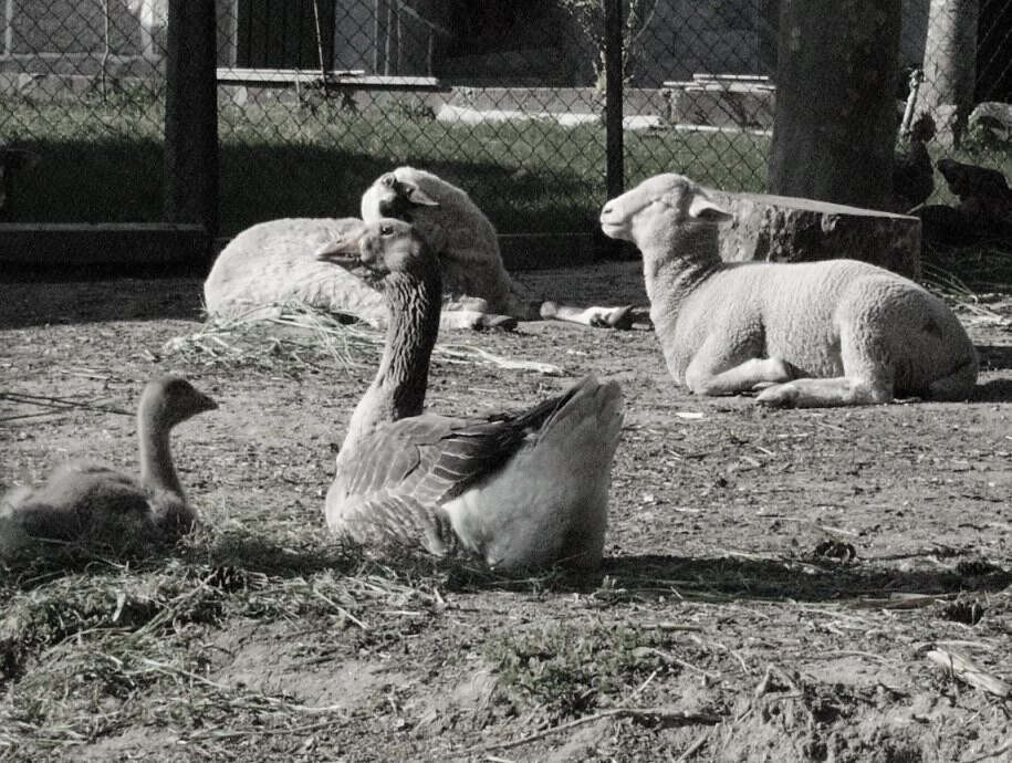 ...S.Vicente-animais.JPG