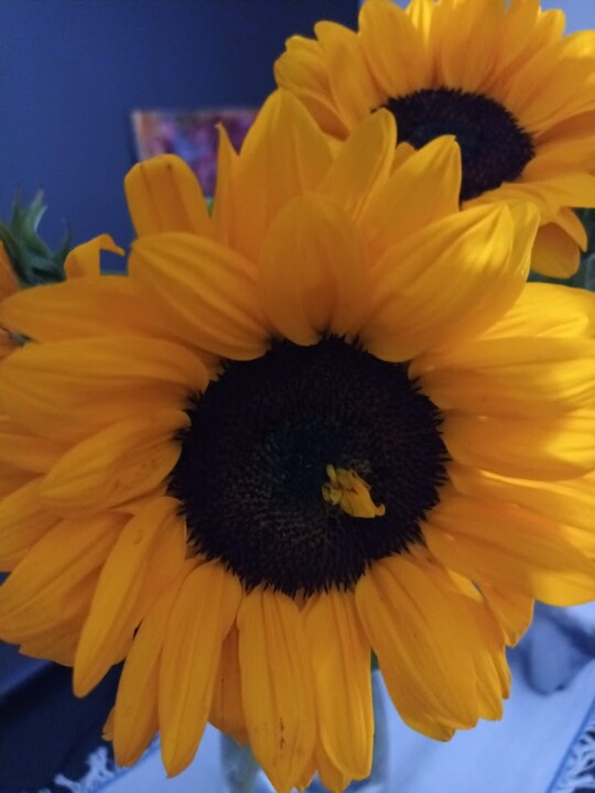 Não me canso disto_flores.jpg