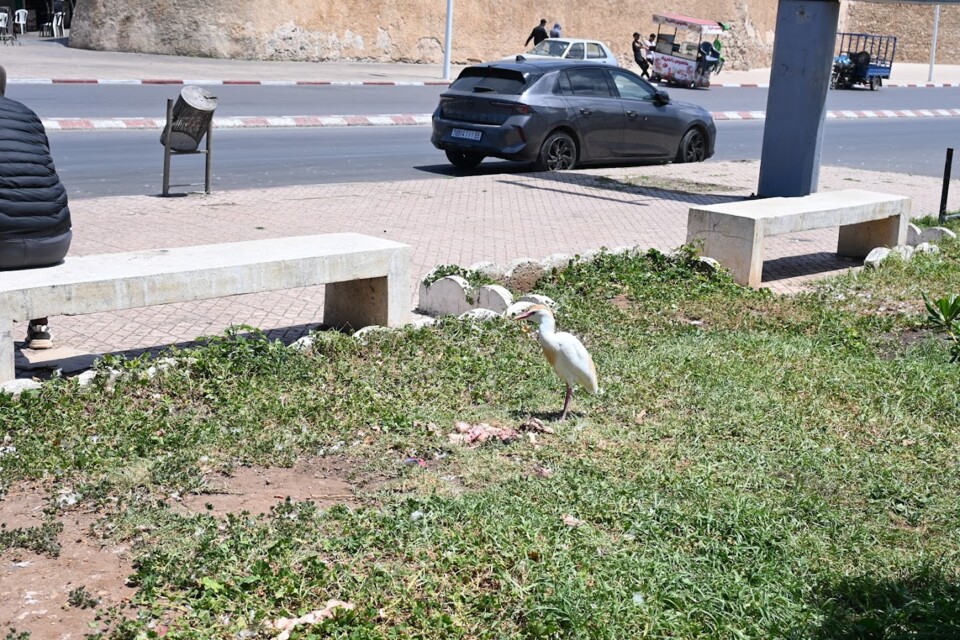 Não me canso disto pássaro5.JPG