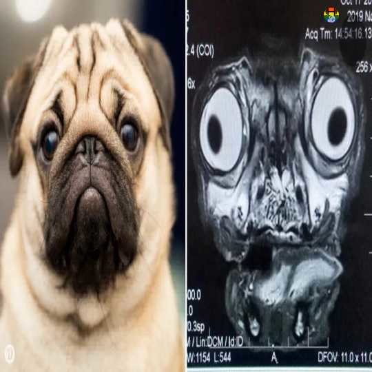 MRI scan of a pug_SAPO.jpg