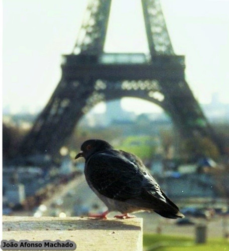 PARIS - 1998.jpg