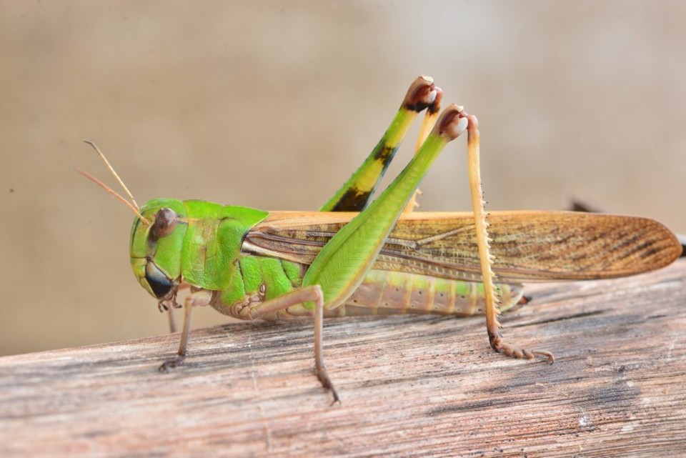Gafanhoto-Foto-Thanakorn Hongphan - Shutterstock-c