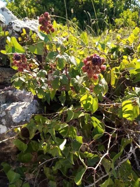 106909151_326246438536377_8034913740606029116_n.jp