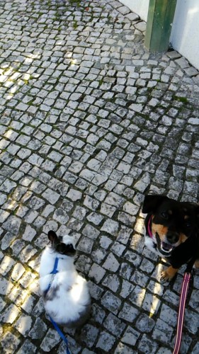 Abre o teu coração _Maggie e Fluffy.jpg