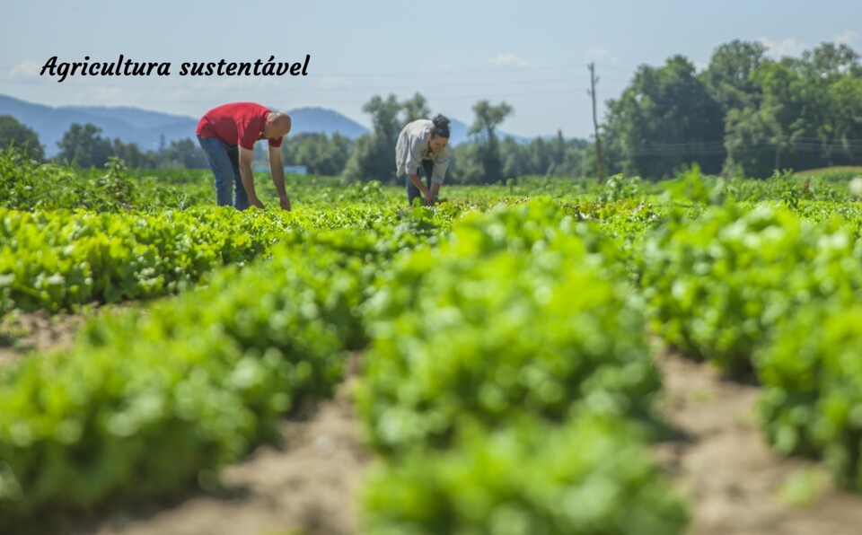 ..agricultura sustentável.jpg