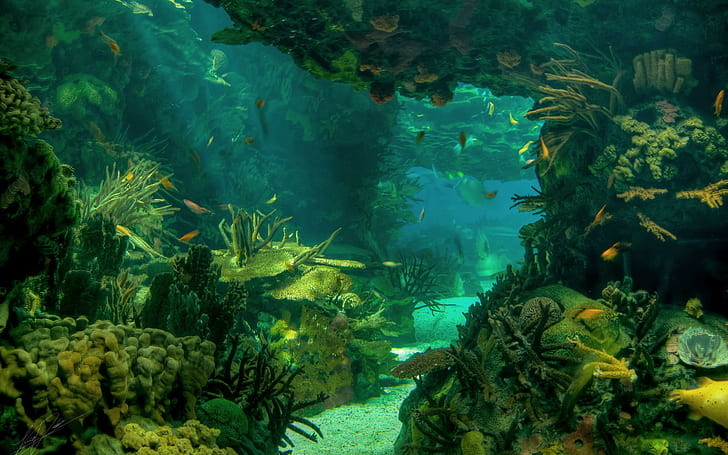 seabed-landscape.jpg seabed-landscape.jpg
