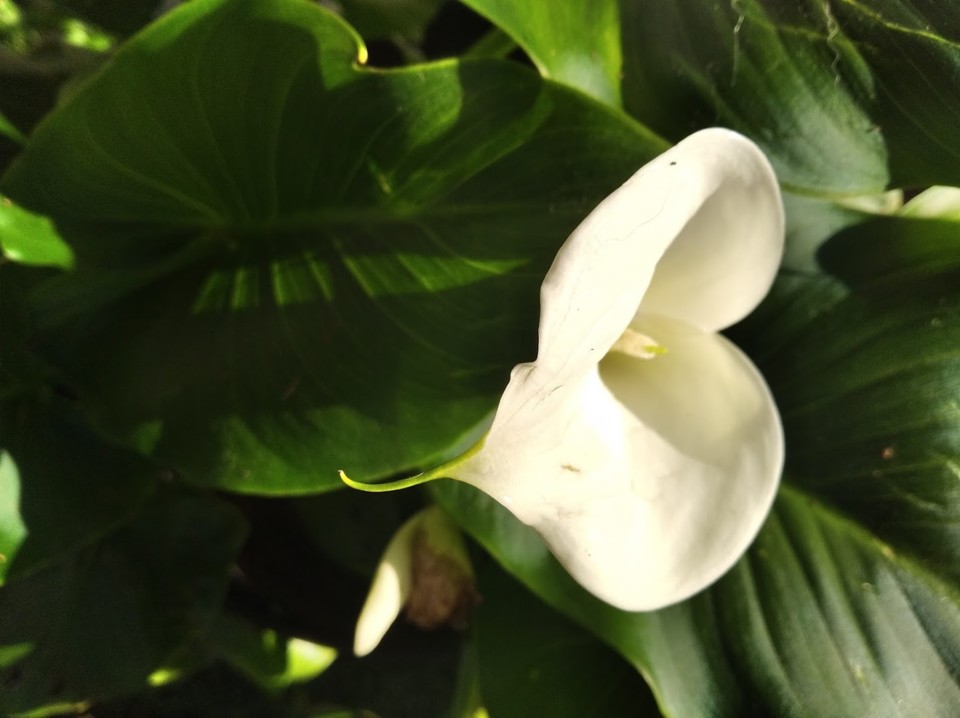 não_me_canso_disto_flores.jpg não_me_canso_disto_flores.jpg