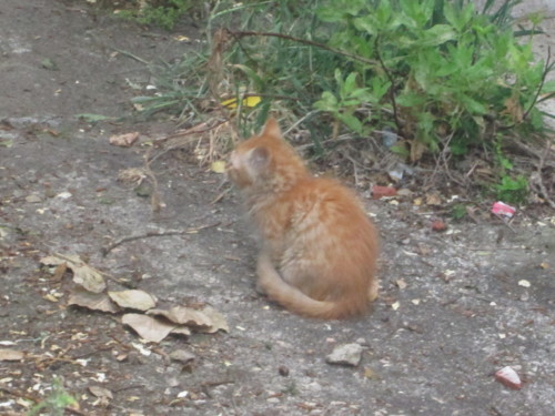 IMG_5938.JPG IMG_5938.JPG