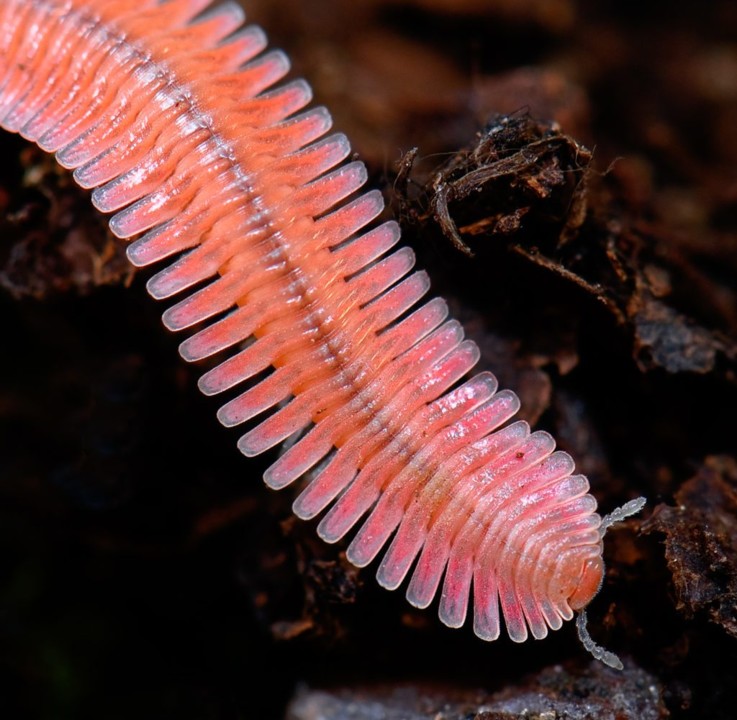 5-fairytale-pink-animals-that-are-real-1024x1001.j
