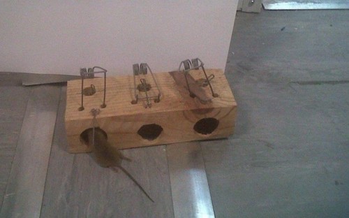 RatoContentorLoures2.jpg