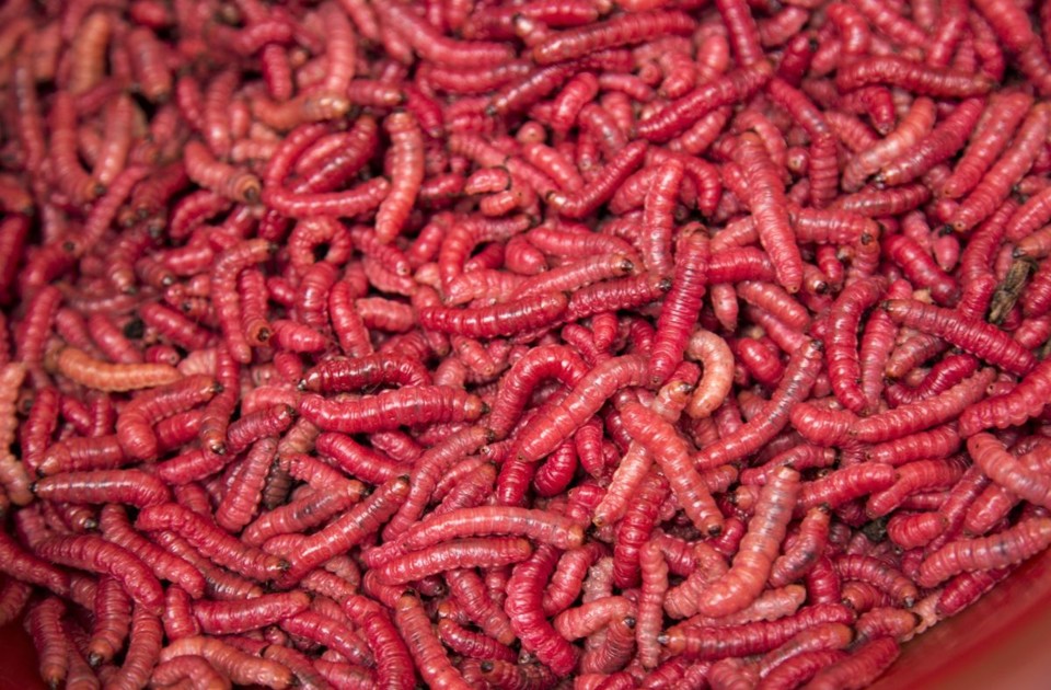 Chinicuiles.jpg