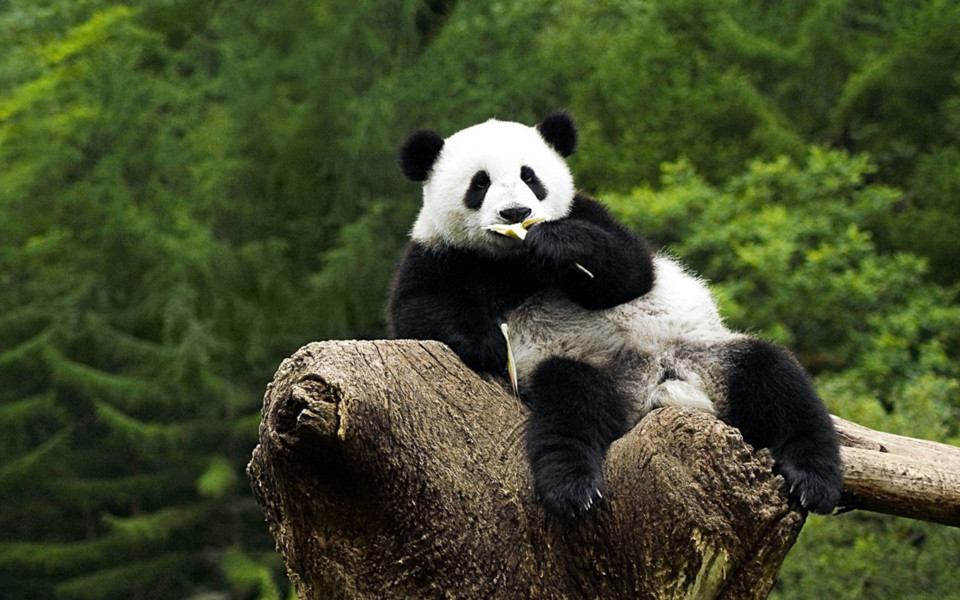 panda_bambu.jpg