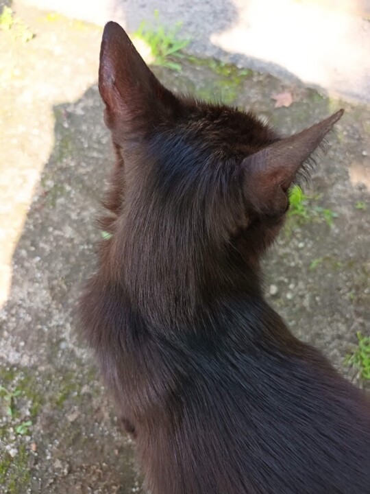 Não me canso disto_Canedo2.jpg