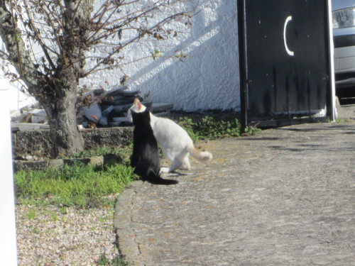 IMG_4993.JPG IMG_4993.JPG