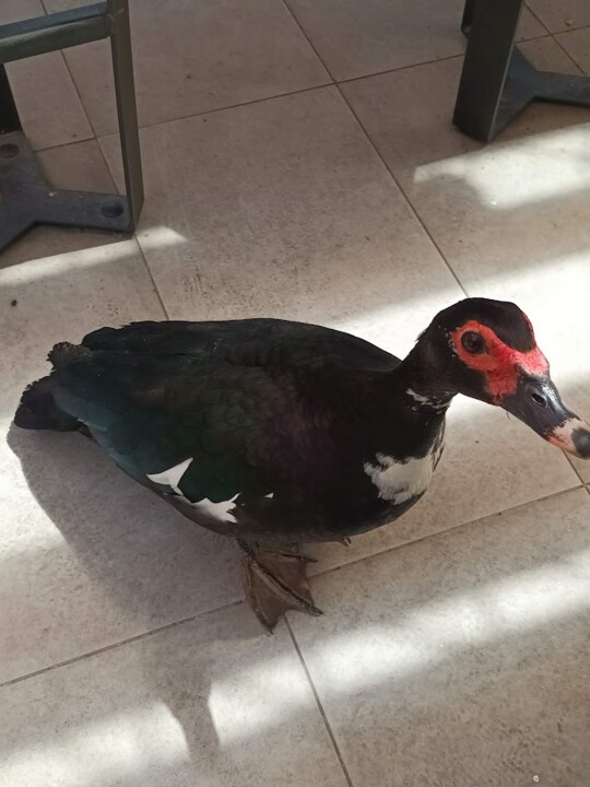 Não me canso disto_pato2.jpg