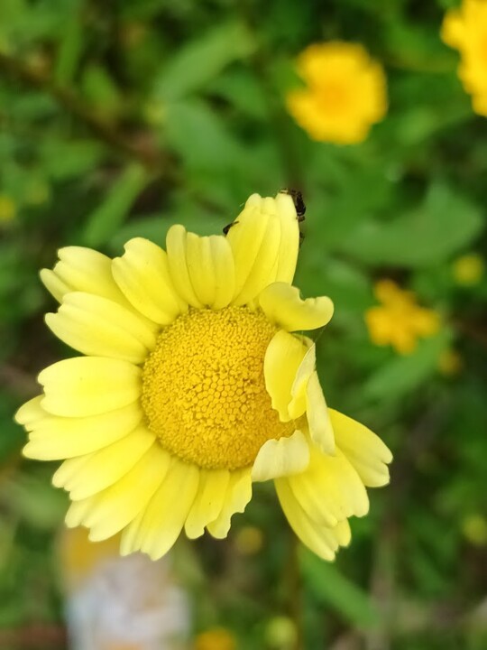 Não me canso disto_flor2.jpg