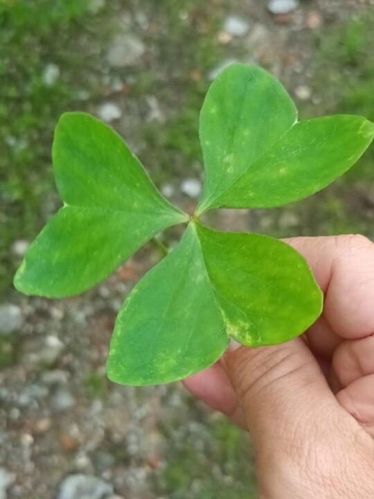 Não me canso disto outono2.jpg