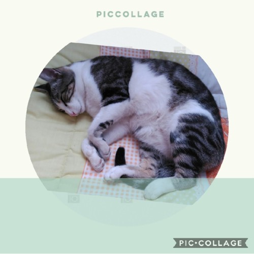 Collage 2018-10-04 12_28_01.jpg Collage 2018-10-04 12_28_01.jpg