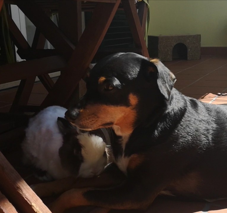 serenamente_maggie e fluffy.jpg serenamente_maggie e fluffy.jpg