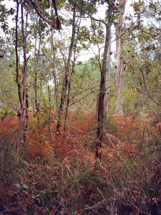 Não me canso disto mini_outono2.jpg