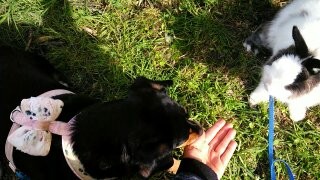 Segue o teu caminho Maggie e Fluffy.jpg Segue o teu caminho Maggie e Fluffy.jpg