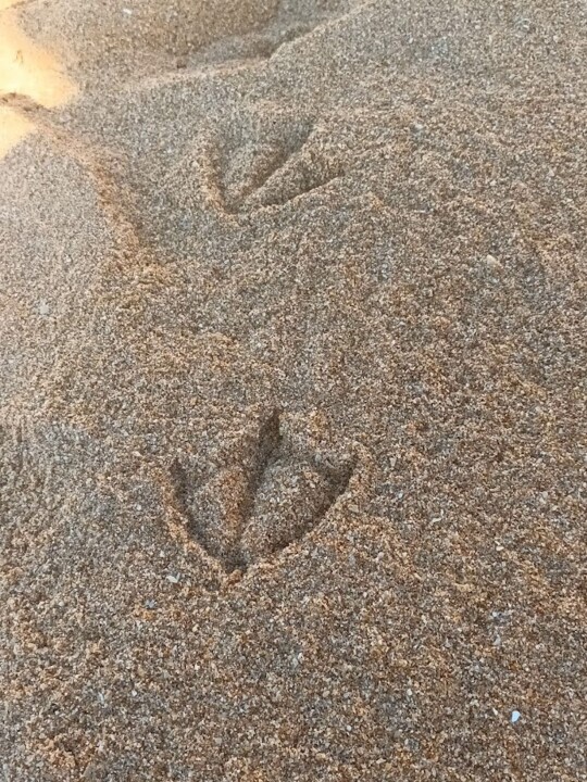 Não me canso disto praia 6.jpg
