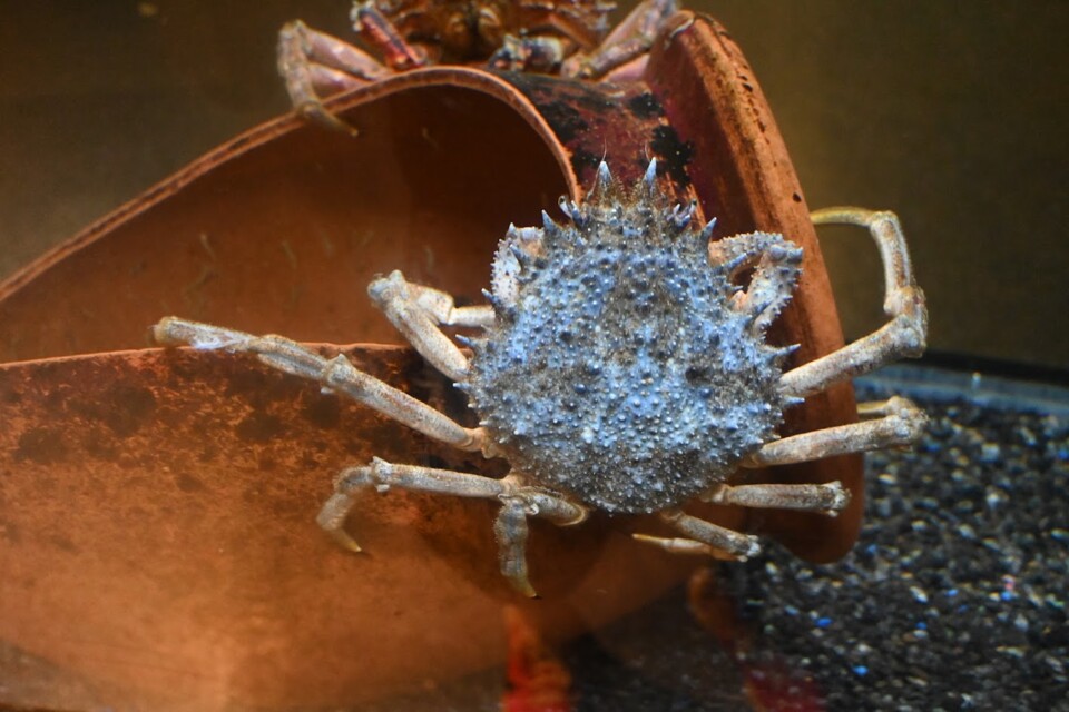 Não me canso disto aquário4.JPG