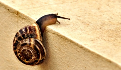 CaracolSuperaObstaculo.jpg CaracolSuperaObstaculo.jpg