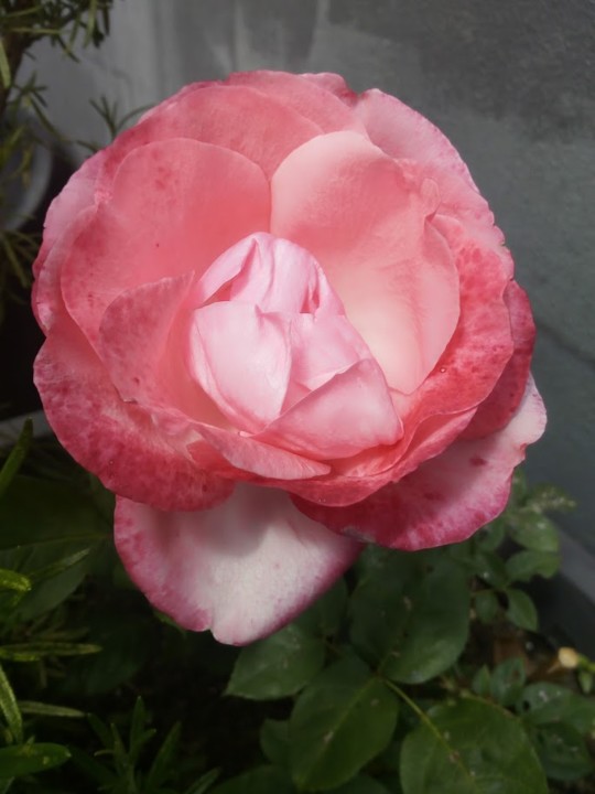 NãoMeCansoDisto_flores_rosa4.jpg