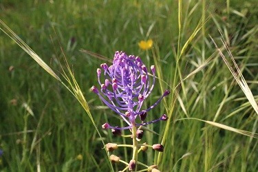 flor_15.jpg flor_15.jpg