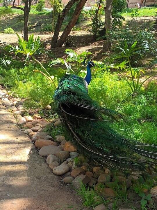 Não me canso disto pássaro8.jpg