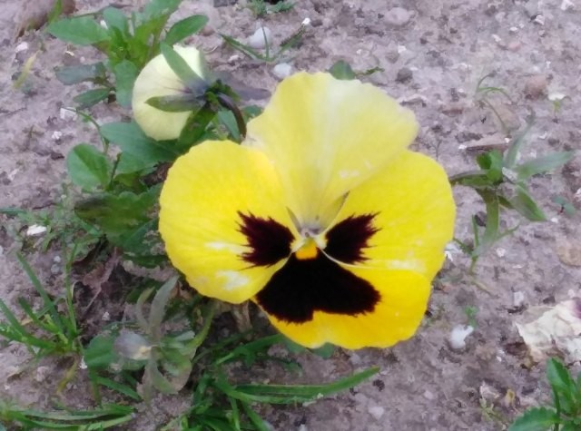 157471142_3691292374319374_3786559230639909699_o.j