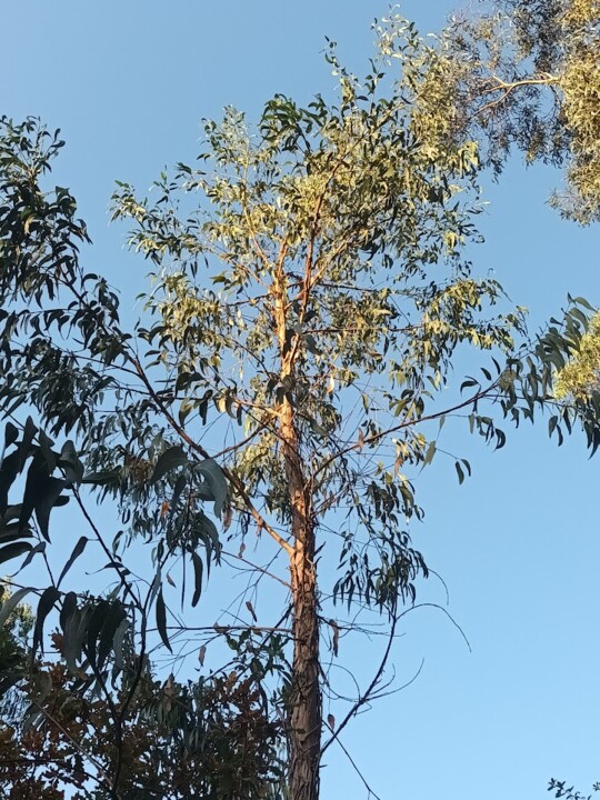 Não me canso disto pinhal2.jpg