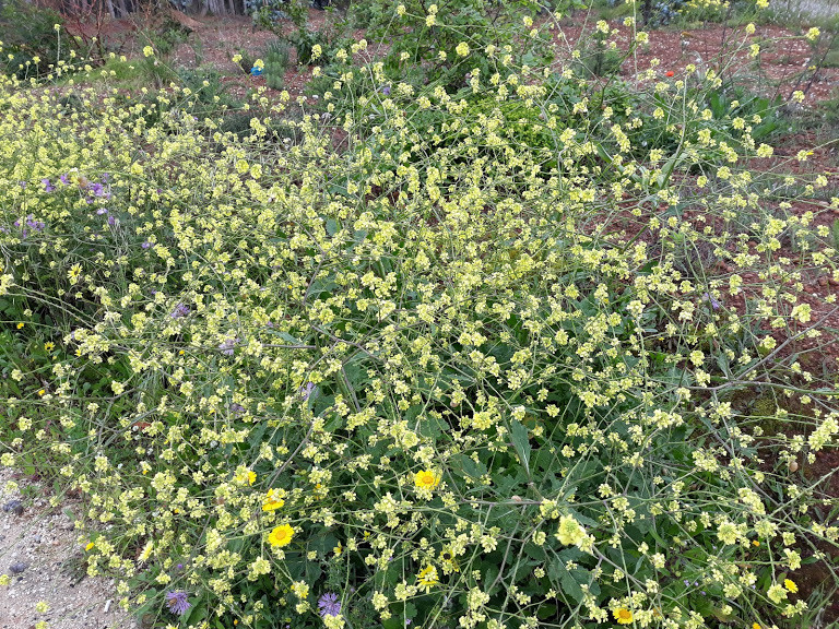 Flores campestres.jpg