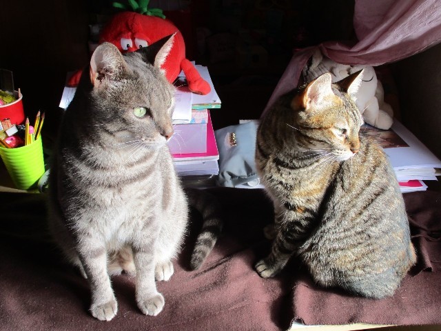 thumbnail_Gatos guardas da casa.jpg thumbnail_Gatos guardas da casa.jpg