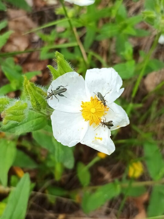 Não me canso disto_Flor4.jpg