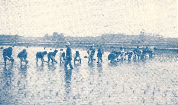 preparando a terra.JPG