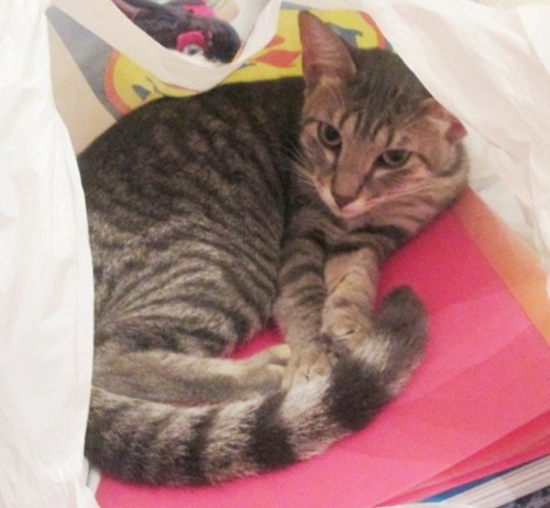 IMG_3130 - Cópia.JPG