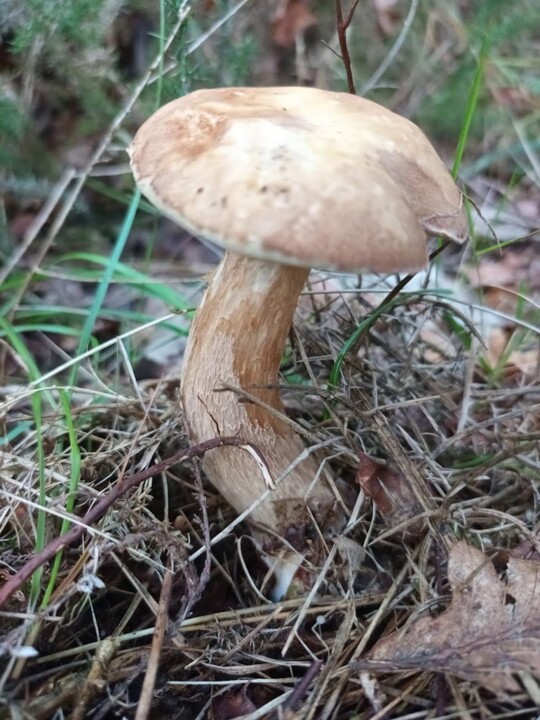 Não me canso disto cogumelo 3.jpg