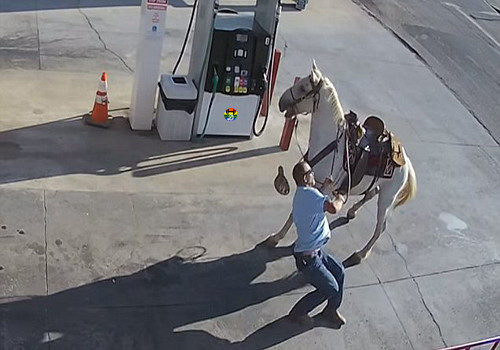 HD Tenta abastecer cavalo em bomba de gasolina.jpg