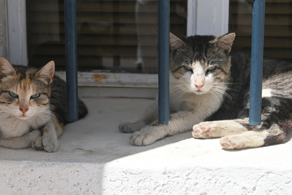 Não me canso disto gato1.JPG