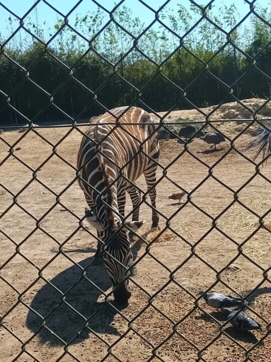 Não me canso disto zebra1.jpg