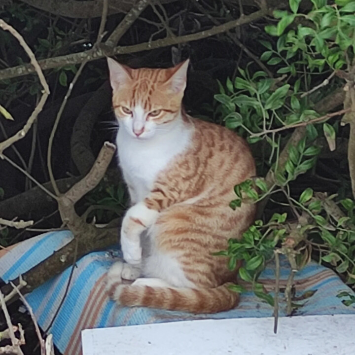 Gato Porto_Nazaré.webp