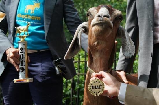 HD Cabras de limpeza premiadas em Nova Iorque.jpg